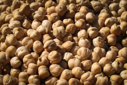 Garbanzo Bean (Chickpea)