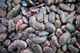 Scarlet Runner Bean